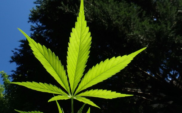 OMS recomenda para não catalogar canábis com droga