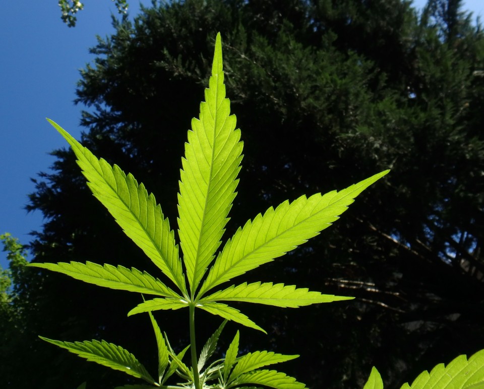 OMS recomenda para não catalogar canábis com droga