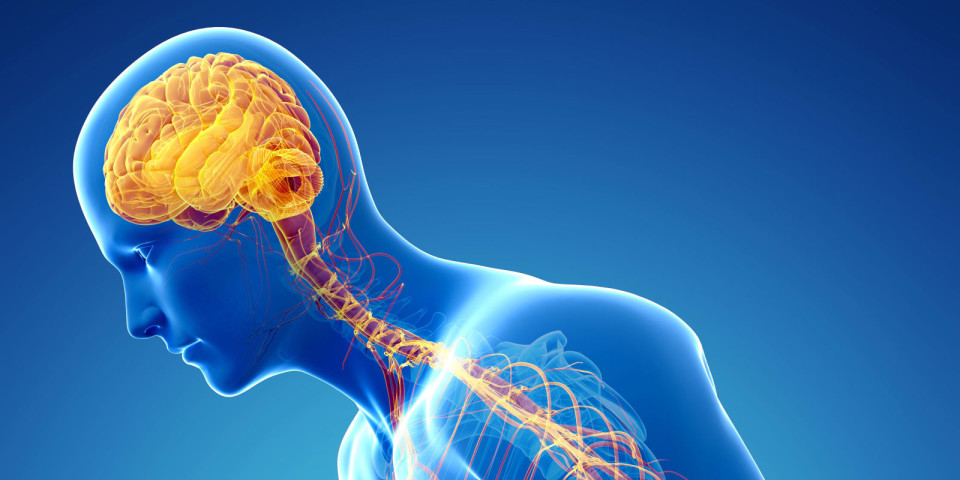 Investigadores da Universidade do Porto descobrem molécula que retarda doença de Parkinson