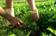 Área de produção biológica aumentou para 243,8 mil hectares em 2016
