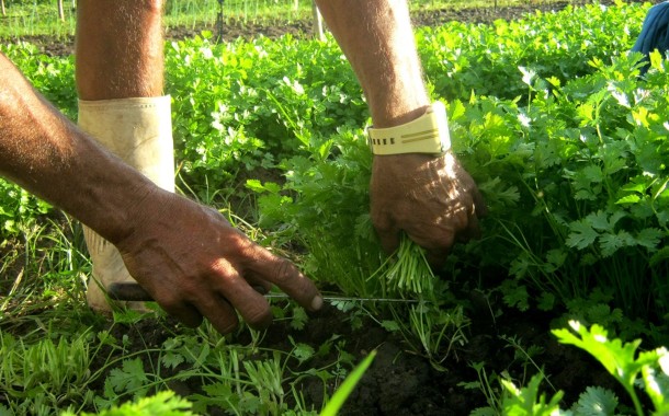 Área de produção biológica aumentou para 243,8 mil hectares em 2016