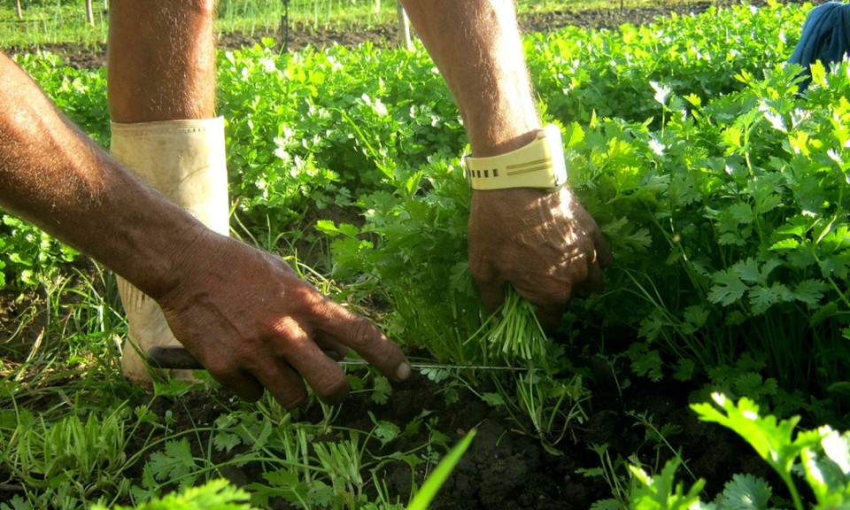 Área de produção biológica aumentou para 243,8 mil hectares em 2016