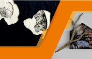BRAGA: Exposição 'Habitats' na Casa dos Crivos (até 28 JAN)