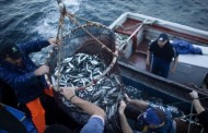 Pesca da sardinha proibida até Maio
