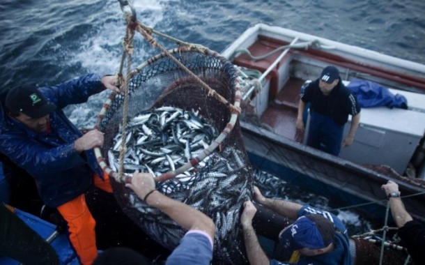 Pesca da sardinha proibida até Maio