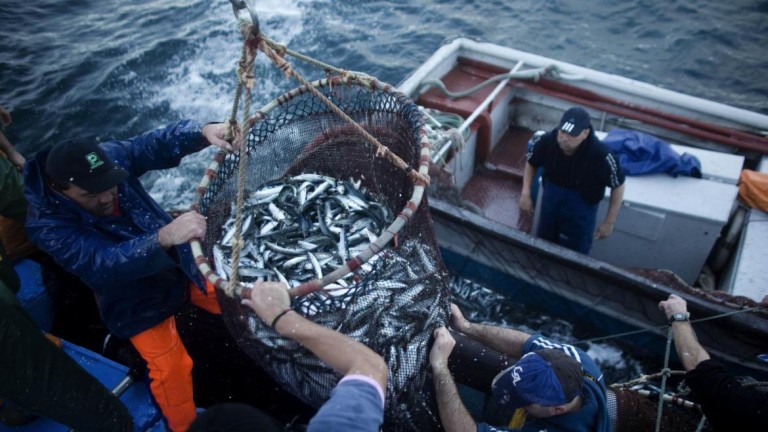 Pesca da sardinha proibida até Maio