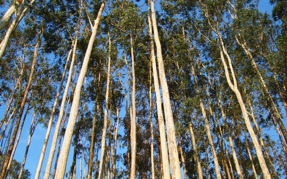 Novas regras para limpeza das matas entram em vigor com aumento da distância entre pinheiros e eucaliptos