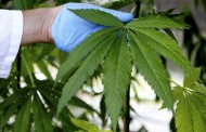 Legalização de canábis é 