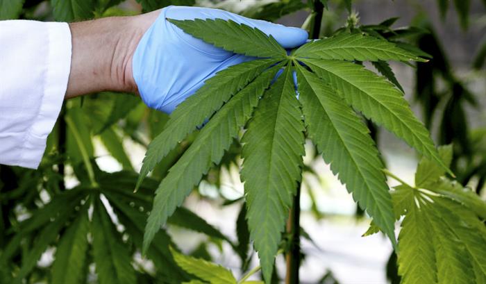 Legalização de canábis é 