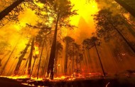 INCÊNDIOS: Câmaras decidem que tipo de floresta querem no concelho