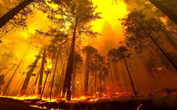 INCÊNDIOS: Câmaras decidem que tipo de floresta querem no concelho