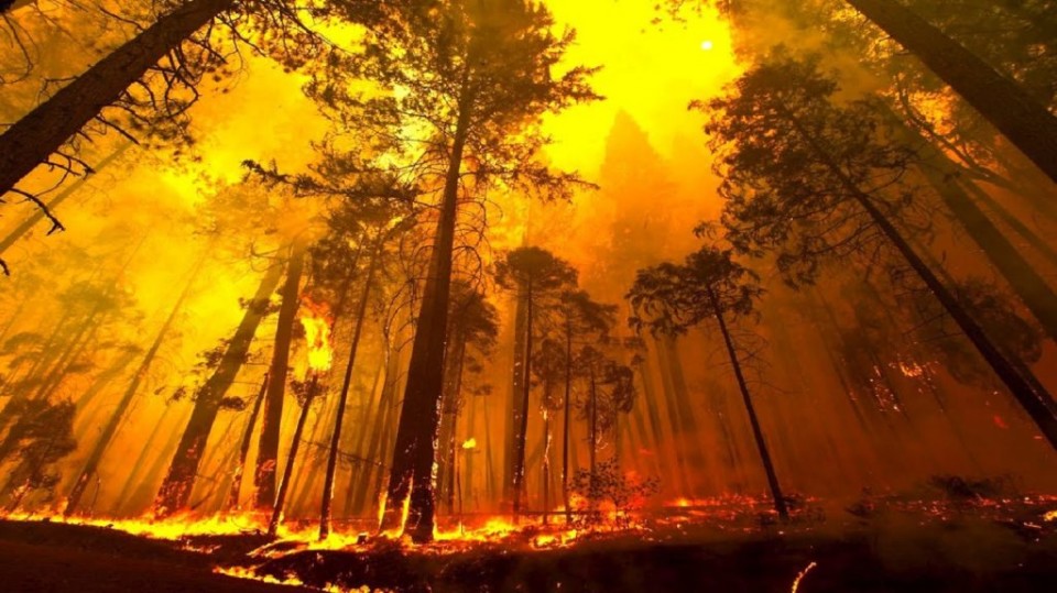 INCÊNDIOS: Câmaras decidem que tipo de floresta querem no concelho