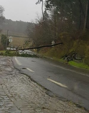 Mau tempo provoca quedas de árvores por todo o Minho