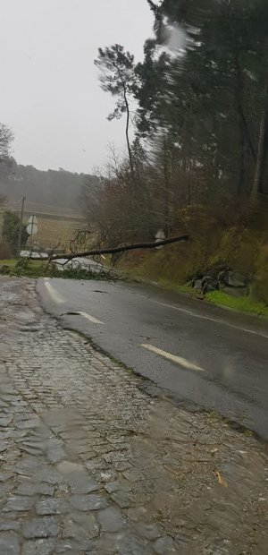 Mau tempo provoca quedas de árvores por todo o Minho
