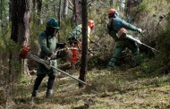 GNR começa esta segunda-feira a fiscalizar limpeza dos terrenos florestais