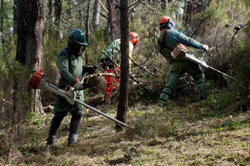 GNR começa esta segunda-feira a fiscalizar limpeza dos terrenos florestais