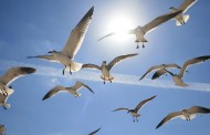 Uma em cada oito aves está em vias de extinção
