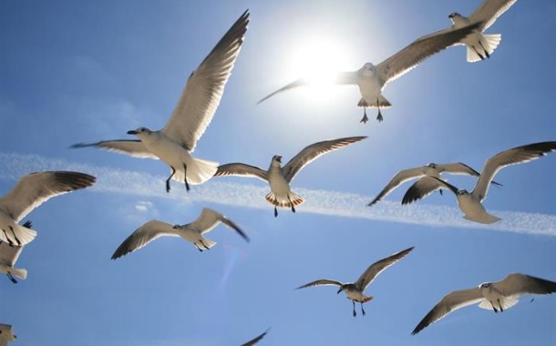 Uma em cada oito aves está em vias de extinção
