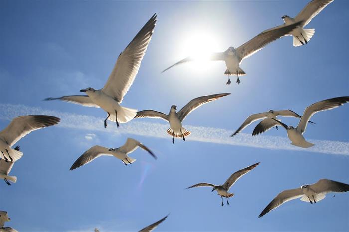 Uma em cada oito aves está em vias de extinção