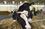 Capoulas Santos considera Agro “uma mais-valia” para afirmação do sector da agropecuária