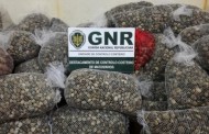 GNR apreende em Viana do Castelo mais de duas toneladas de amêijoa