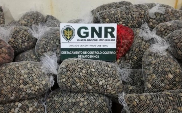GNR apreende em Viana do Castelo mais de duas toneladas de amêijoa