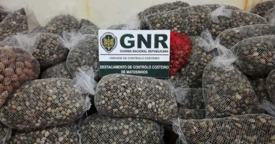 GNR apreende em Viana do Castelo mais de duas toneladas de amêijoa