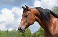 Câmara de Terras de Bouro sorteia cavalo errante