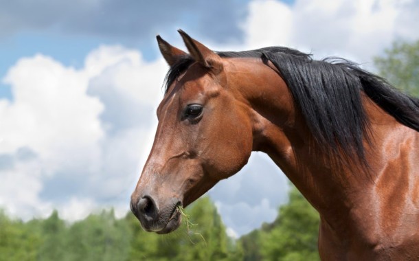 Câmara de Terras de Bouro sorteia cavalo errante