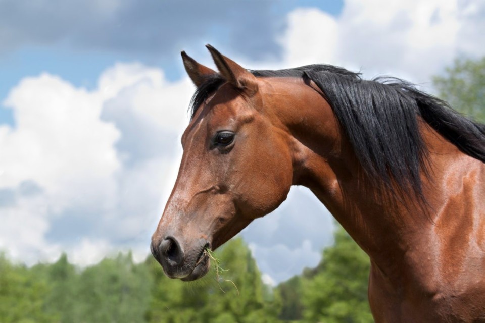 Câmara de Terras de Bouro sorteia cavalo errante