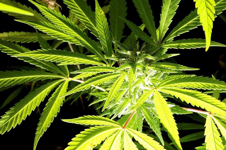 Comissão parlamentar aprova canábis para fins terapêuticos