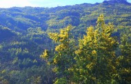ICNF já limpou 327 hectares de mimosas no Parque Nacional da Peneda-Gerês
