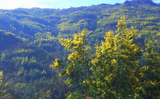 ICNF já limpou 327 hectares de mimosas no Parque Nacional da Peneda-Gerês