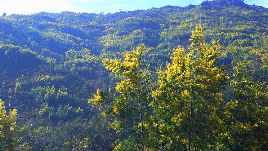 ICNF já limpou 327 hectares de mimosas no Parque Nacional da Peneda-Gerês