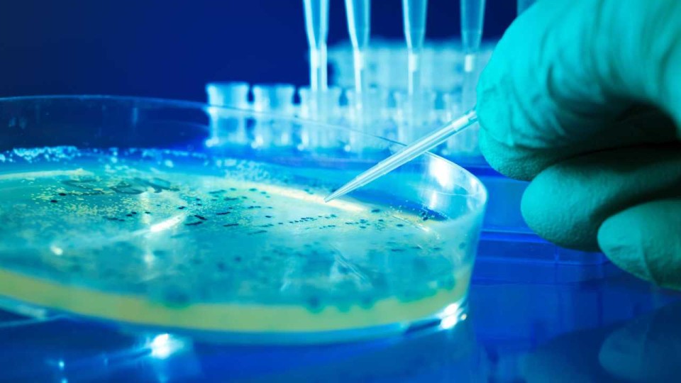 Universidade do Minho recebe sede europeia para a investigação microbiana