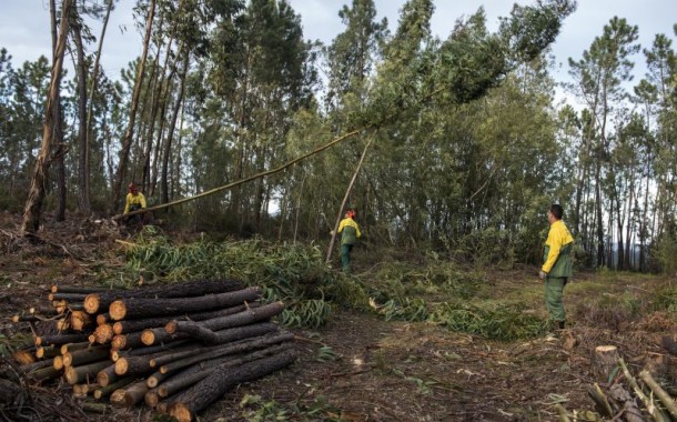GNR pode aplicar coimas por falta de limpeza de terrenos a partir de sexta-feira
