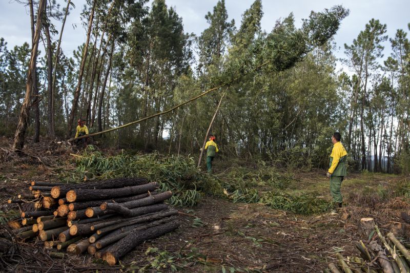 GNR pode aplicar coimas por falta de limpeza de terrenos a partir de sexta-feira
