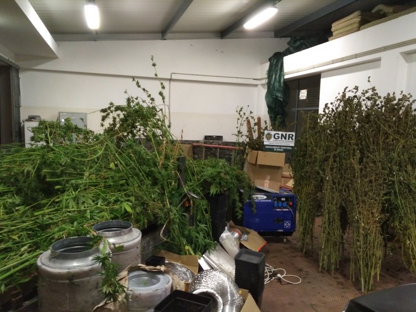 Ministério Público acusou três homens que tinham estufa com plantas de cannabis em Vila Verde