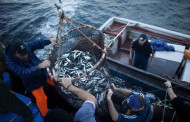 GNR apreende 980 quilos de sardinha em Viana do Castelo