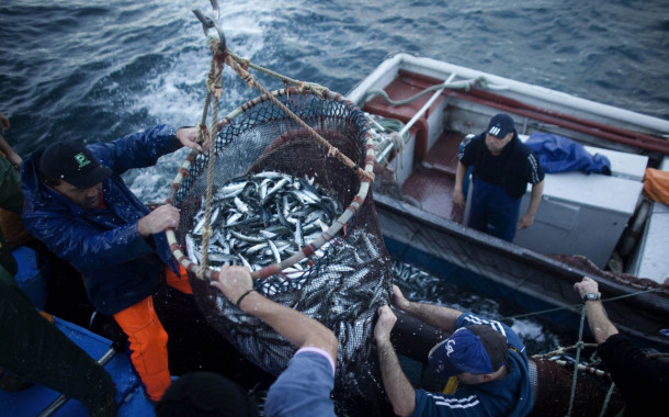 GNR apreende 980 quilos de sardinha em Viana do Castelo