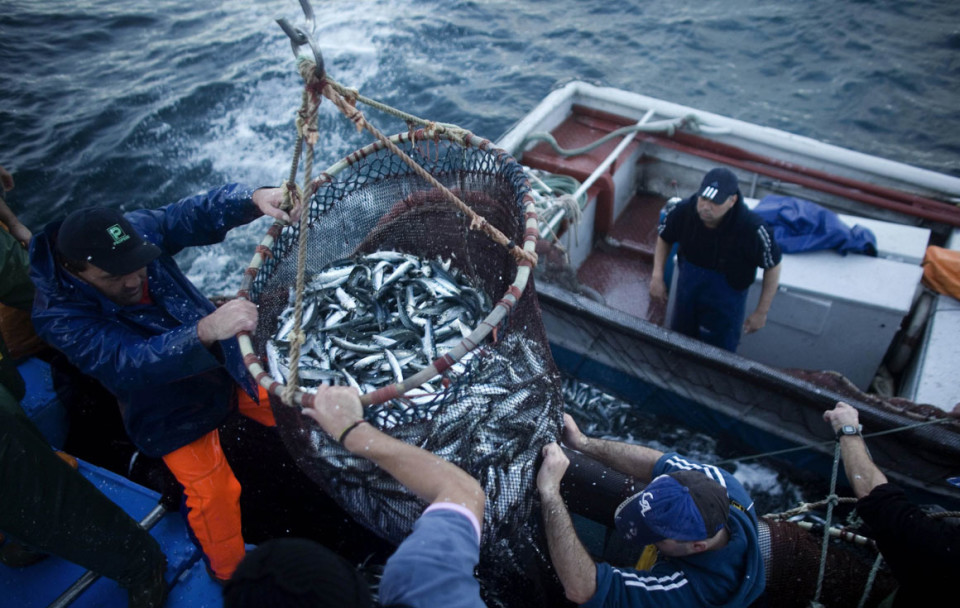GNR apreende 980 quilos de sardinha em Viana do Castelo