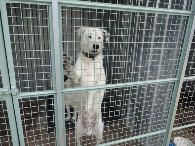 Canil de Braga abate meia centena de cães após surto de esgana
