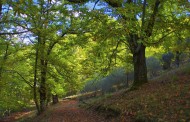 Municípios têm de incorporar orientações regionais para a floresta até 2020, avisa Capoulas dos Santos
