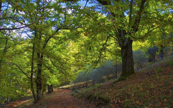 Municípios têm de incorporar orientações regionais para a floresta até 2020, avisa Capoulas dos Santos