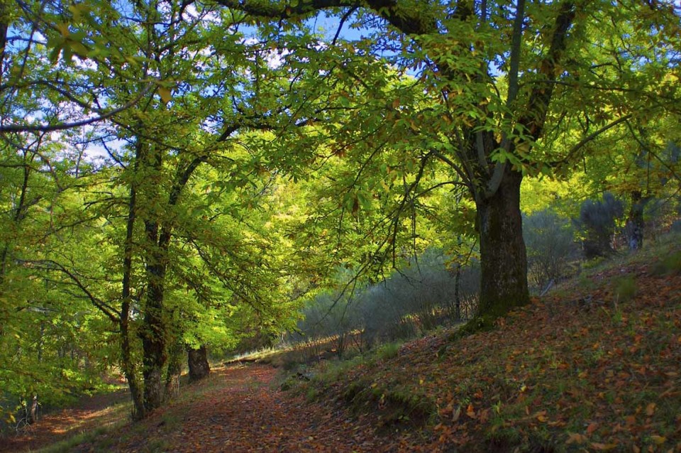 Municípios têm de incorporar orientações regionais para a floresta até 2020, avisa Capoulas dos Santos