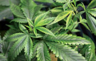 PORTUGAL: Laboratório militar preparado para produzir canábis medicinal