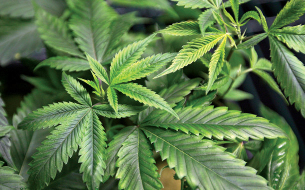 PORTUGAL: Laboratório militar preparado para produzir canábis medicinal
