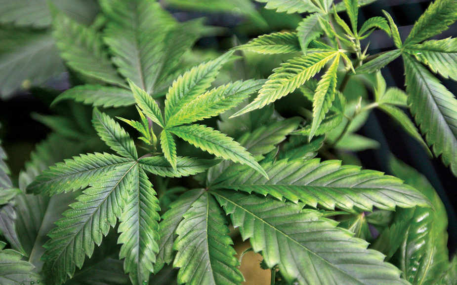 PORTUGAL: Laboratório militar preparado para produzir canábis medicinal