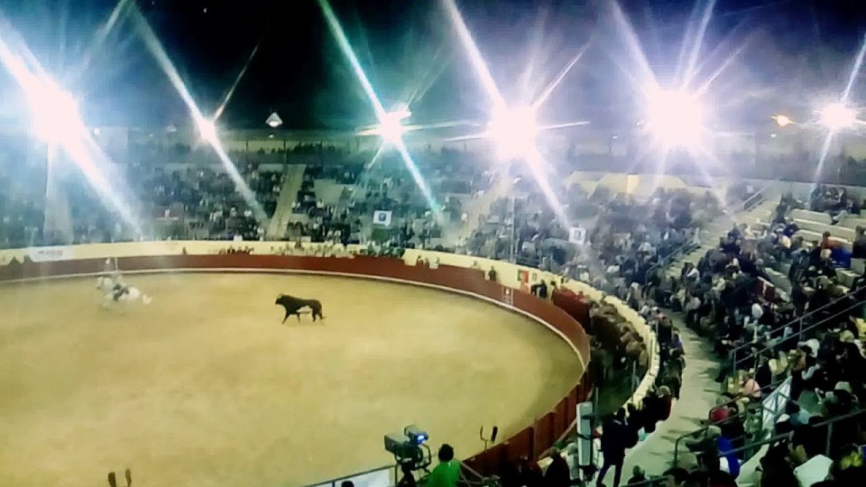 Manifestação antitourada marca este sábado a última corrida de touros na Póvoa de Varzim