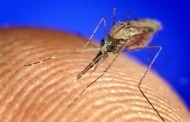 Novo mosquito encontrado nas Astúrias (ainda) não chegou a Portugal